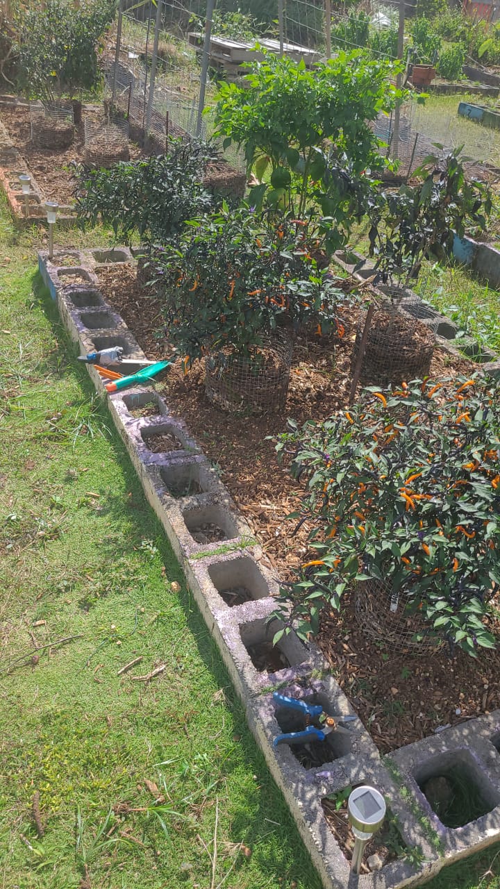 Community Garden, food security, Guam 